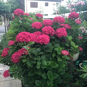 Casa Hortensia Apartman